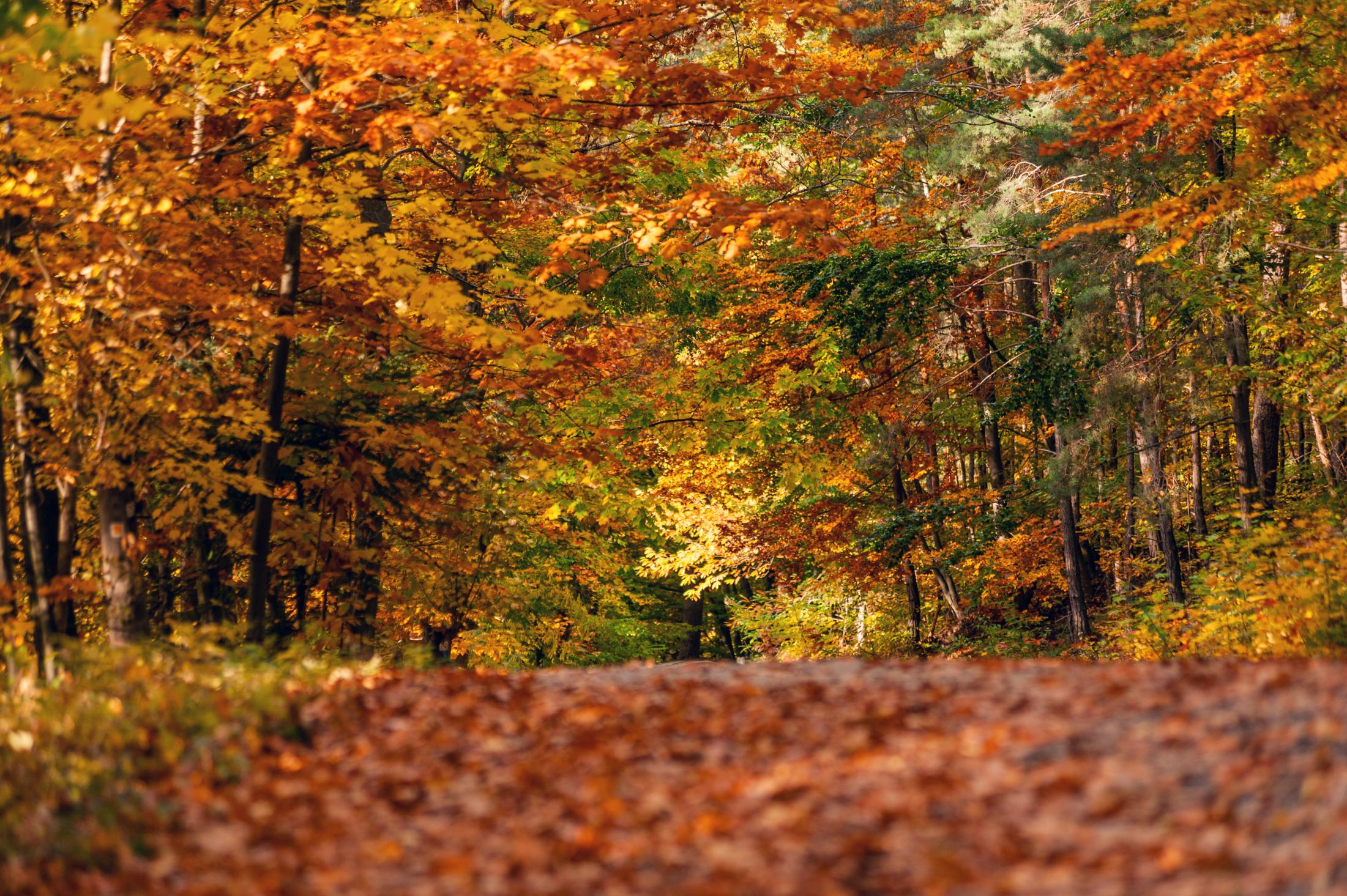 Herbst im Odenwald © WFB, Bildautorin: Petra Arnold