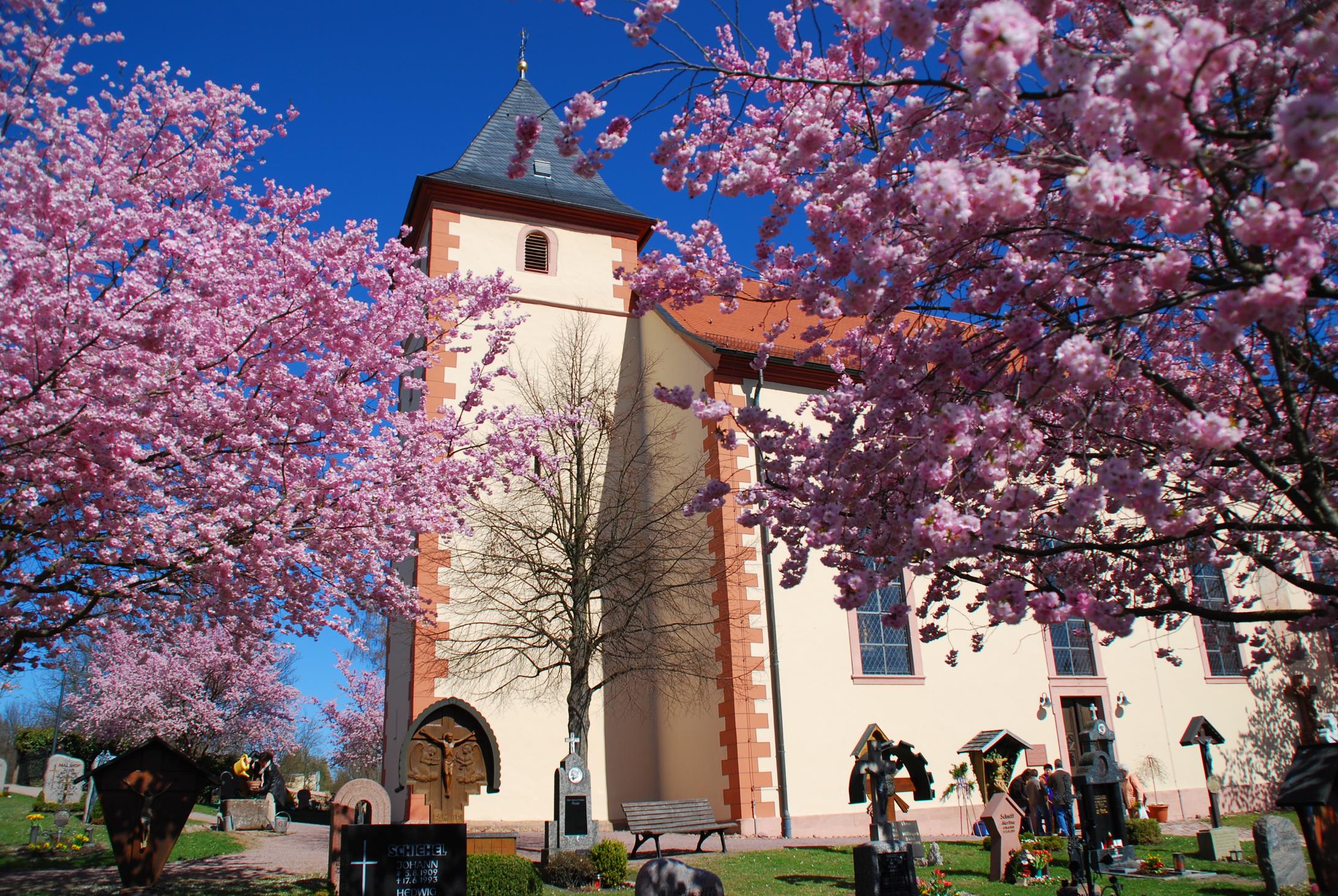 Vituskirche zur Zeit der Blüte der Zierkirschen © Martin Mahlmeister